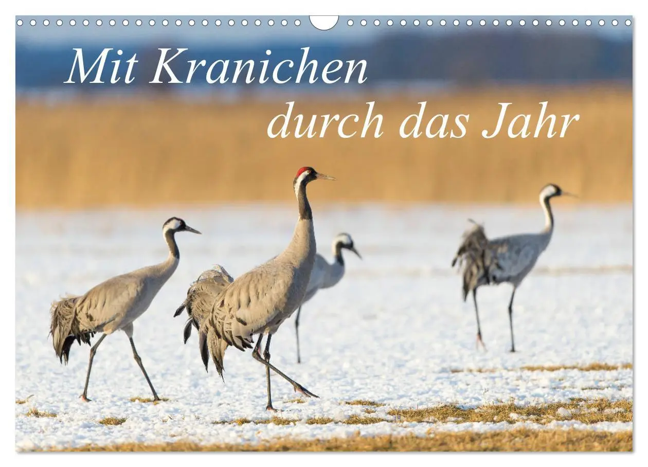 Cover: 9783457888650 | Mit Kranichen durch das Jahr (Wandkalender 2026 DIN A3 quer),...